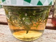 Querbeet ABC – Moderatorin Sabrina Nitsche erklärt im Querbeet Garten, wie Pflanzenvermehrung funktioniert, wie Kräuter angepflanzt und verarbeitet werden, Unkräuter sinnvoll genutzt werden und wie eine dauerhafte Kübelbepflanzung auf Balkon und Terrasse gelingt. An einem Thema werden Tipps und praktische Beispiele gezeigt und dazu Wissenswertes aus der Botanik verständlich erklärt. Einfach zum Nachmachen - auch für Nicht-Gärtner*innen.
