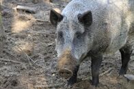 Tierische Eroberer – Fr, 14.02., 09:25 Uhr