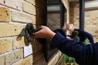 Snake Security - Schlangenalarm in Australien – Sa, 01.06., 08:35 Uhr