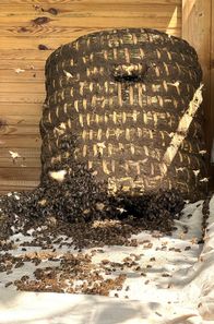 Handwerkskunst! – Wenn der Bienenkorb fertig ist und der Kuhdung eine Woche getrocknet ist, dann können die Bienen einziehen.