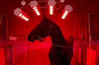 Solarium – Coquelicot ist in Gefahr, er muss sich noch beweisen, um im Stall bleiben zu können.