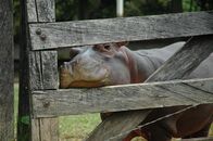 Tierische Eroberer – Fr, 07.11., 16:15 Uhr