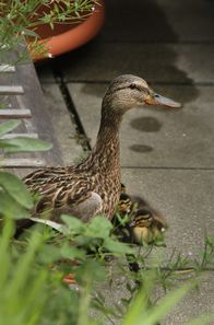 Wildnis unter uns – Wildes Berlin - Ente