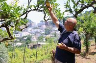 Zu Tisch ... – Franco Garofalo in seinem Gemüsegarten – Zitronen wachsen ganzjährig auf Capri.