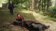 Reiterhof Wildenstein – Reiterhofchefin Rike (Klara Deutschmann) und ihre Auszubildende Tabea (Nele Trebs) entdecken ein zurückgelassenes Pferd.