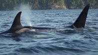 Die Sprache der Tiere – Vor der kanadischen Pazifikküste leben zahlreiche Schwertwale.