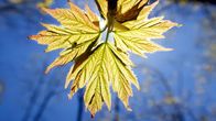 Unser grüner Planet – Ein Ahornbaum in Kanada entwickelt nach der langen Winterpause frische Blätter, mit denen er Fotosynthese betreiben kann.