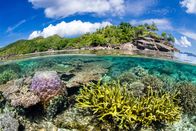 Unsere Erde – Die seichten Meere der Tropen bieten perfekte Bedingungen für Korallenriffe. Sie gehören zu den vielfältigsten Lebensräumen unseres Planeten. Korallenriffe machen zwar nur etwa ein Prozent der Lebensräume im Ozean aus, beherbergen aber ein Viertel aller marinen Arten. Die Konkurrenz ist enorm und hat zu einigen außergewöhnlichen Anpassungen geführt.