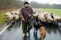 Wanderschäfer in Brandenburg – Knut Kucznik aus Brandenburg mit seinen Hunden und der Herde auf der Straße: Er ist Schäfer mit Leib und Seele. Doch obwohl das Schäfersein heute ein harter Überlebenskampf ist, stellt er sich der Herausforderung erfolgreich.