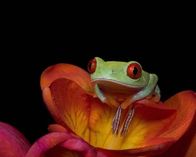 Tierische Freaks – Sa, 22.02., 01:10 Uhr