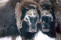 Polarwölfe – Nur wenige Tiere überleben die kalten Temperaturen des arktischen Winters – die Moschusochsen zählen dazu.