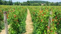 Grüße aus der Küche – Feuerrote Felder findet man im Sommer im Südosten der Steiermark. Denn hier kommt sie her, die Käferbohne. Wegen der kräftigen Farbe ihrer Blüten wird sie auch Feuerbohne genannt.