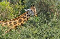 Grünzeug oder Frischfleisch? – Pflanzenfresser wie die Giraffe finden Nahrung in Hülle und Fülle.
