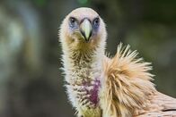 Animal Fight Club – Himalaya-Gänsegeier. Dank kräftiger Kopfmuskeln haben Himalaya-Gänsegeier extrem starke Schnäbel, die ihnen dabei helfen, zähe Muskeln und Sehnen zu durchtrennen. (Bildnachweis: