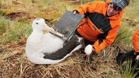 GEO Reportage – Die Biologin Jess Walkup prüft das Nest eines Wanderalbatros. Das Weibchen legt jedes Jahr nur ein Ei.