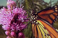 Insekten - Die heimlichen Herrscher – Sa, 11.10., 12:30 Uhr