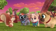 Welpen Freunde – Second from left: Bingo, third from left Keia, first from right: Rolly.