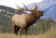 Tierisch alt! – Ein Wapiti-Hirsch muss ungeheure Energie aufwenden, um seine Größe zu beweisen: Der schwere Kopfschmuck ist Waffe und Statussymbol in einem.