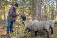 360° - Geo-Reportage – Landwirtschaft lohnt sich auf den Schären schon lange nicht mehr. Lars Thunqvist hält dennoch Schafe.