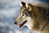 Die Odyssee der einsamen Wölfe – Der Wolf: ein erfolgreicher Jäger