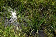 P.M. Wissen – Sauergräser, Torfmoos und viel Wasser machen ein gesundes Moor aus. Dieser besondere Lebensraum kann dem Klima helfen. (Ohne Gummistiefel geht hier nichts.)
