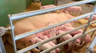 Marktcheck checkt ... – Marktcheck recherchiert: Woher kommt das Fleisch von EDEKA?