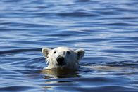 Sieben Kontinente - Ein Planet – Ein junger männlicher Eisbär schwimmt in der Hudson Bay in Kanada.