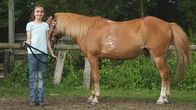 Sesamstraße – Joelina stellt ihr Pony Krümel vor.