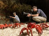 Ein perfekter Planet – Die Kameraleute Sophie Darlington und Ryan Atkinson lagen genau rechtzeitig auf der Lauer, um die große Wanderung der Weihnachtsinsel-Krabben zu filmen.
