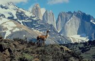 Wilde Paradiese – Das Guanako ist ein in Südamerika beheimatetes Kamel, das eng mit dem Lama verwandt ist.