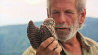 Die Falknerei am Rennsteig – Falkner Ralf wildert einen Turmfalken auf Burg Greifenstein aus.