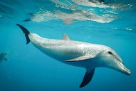 Einstein – Delfin im Roten Meer