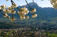 alpha-expedition: Südtirol – Kurstadt Meran im Frühling.