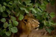 Wildes Indien – Gir-Nationalpark, Gujarat, Indien: Ein erwachsener männlicher Asiatischer Löwe steht unter grünem Laub.