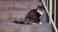 Der Katzenflüsterer – Daisy