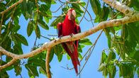 Wildes Peru – Tambopata, Madre De dios, Peru - Roter und Grüner Ara.