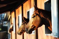 Springreiten: League of Nations – Three horses with the head outside of the stable.