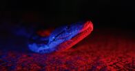 Die gruseligsten Tiere: Fakt oder Fiktion? – Java, Indonesien - Python auf der Straße mit blauem und rotem Licht (Love Productions USA/Myke Clarkson)