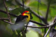 Kolumbien – Zu den tierischen Stars am Amazonas gehört ein ganz besonderer Vogel: der Fadenpipra.