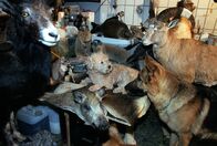 Kommissar Rex – "Kommissar Rex", "Der Fluch der Mumie." Aus einem Museum in einem Oststaat wird eine ägyptische Mumie gestohlen und in Wien von zwei Kunsthändlern zum Verkauf angeboten. Für den einbalsamierten Leichnam und den Sarkophag werden ihnen 10 Millionen Dollar geboten - und das gleich von zwei Sammlern. Dieses Angebot bringt sie auf die Idee ein Duplikat der Mumie herzustellen. Die Ermittlungen führen Marc, Niki und Rex an bizarre Schauplätze und in die Welt des dritten Mannes, wo sie einen entsetzlichen Fund machen.