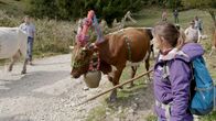 Anna auf der Alm – Beim Almabtrieb werden die Kühe festlich geschmückt. Damit feiern die Wirte einen erfolgreichen Almsommer, in dem weder den Tieren noch der Familie etwas zugestoßen ist.