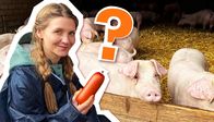 neuneinhalb - für dich mittendrin – Für die Herstellung von Wurst nutzt man viele Teile vom Tier. Auch die, die sonst kaum jemand essen würde.