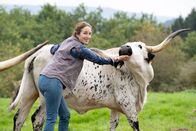 Land & Lecker – Katharina Deitmers auf dem Betrieb "Deitmers Texas Longhorn" in Nimsreuland.