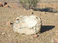 Die Entstehung der Erde – Mit dem Artensterben begann eine neue Ära – die der Dinosaurier.