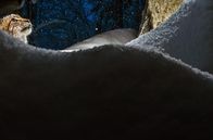Luchs – Um den Luchs fotografieren zu können, sind gute Verstecke notwendig. Schnee und Laubwerk helfen dabei.
