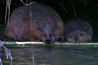 Netz Natur – Biber schaffen Vielfalt: Biber gestalten ihren Lebensraum und schaffen erstaunliche Artenvielfalt. Copyright: SRF