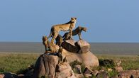 Afrikas Ikonen der Tierwelt – Der schlanke Körper der Geparden ist ganz für den Sprint gebaut.