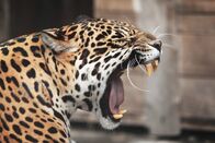 Animal Fight Club – Der Jaguar ist in Südamerika zu Hause – und der unangefochtene Meisterjäger im Dschungel.