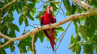 Wildes Peru – Tambopata, Madre De dios, Peru - Roter und Grüner Ara.