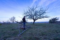 freizeit – Pflichten bei einer Baumpatenschaft: Wer im Sommer Äpfel erntet, muss im Winter Äste schneiden. Der Schmidt Max kümmert sich um einen alten Apfelbaum.